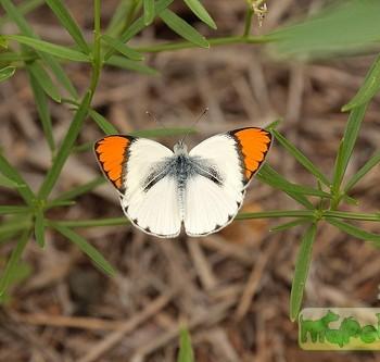 Colotis evagore