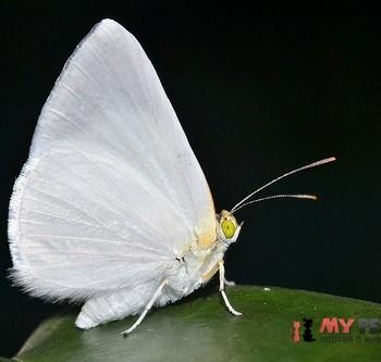 Theope pieridoides