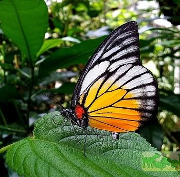Prioneris philonome