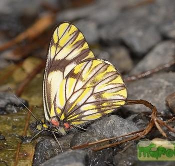 Catasticta pieris