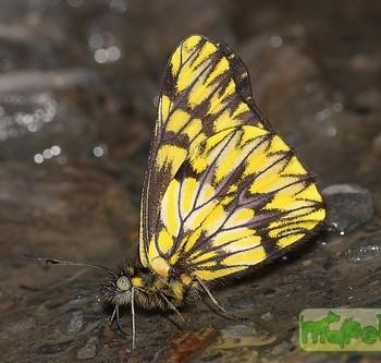 Catasticta sinapina