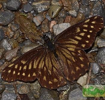 Catasticta pinava