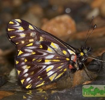 Catasticta aureomaculata