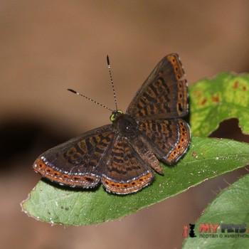 Detritivora barnesi