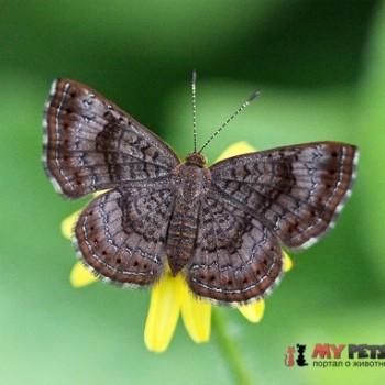 Calephelis laverna