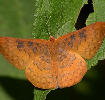 Emesis diogenia