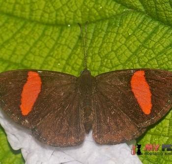 Crocozona fasciata
