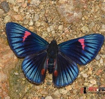 Necyria bellona