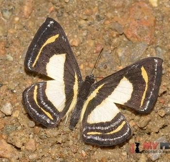 Baeotis elegantula