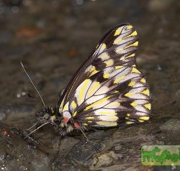 Catasticta susiana