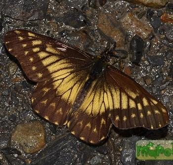 Catasticta watkinsi