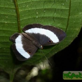 Eurybia latifasciata