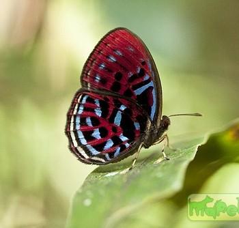 Paralaxita orphna