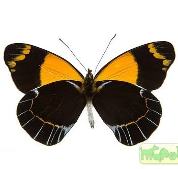 Delias niepelti