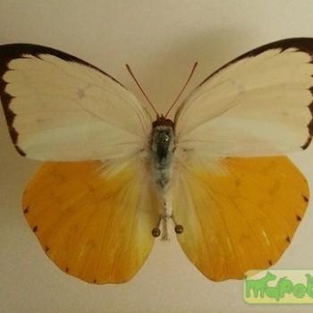 Delias aruna