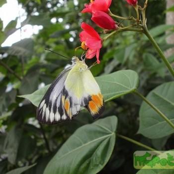 Delias periboea