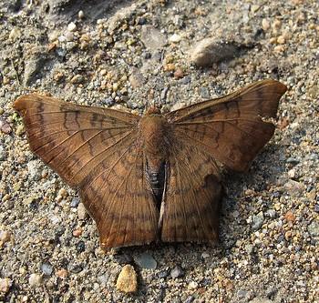 Emesis angularis