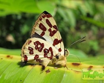 Anteros bracteata