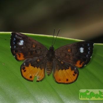 Calospila parthaon
