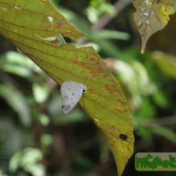 Euselasia opalescens