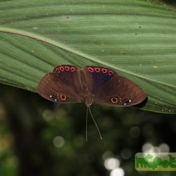 Eurybia jemima