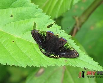 Caria trochilus