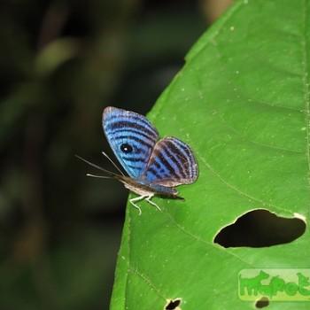 Mesosemia cyanira