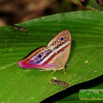 Euselasia euodias