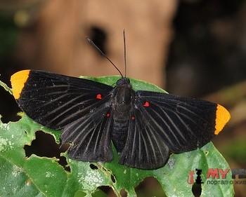 Melanis smithiae