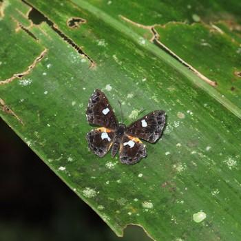 Calydna sturnula