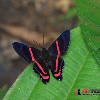Ancyluris meliboeus