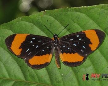 Stalachtis euterpe