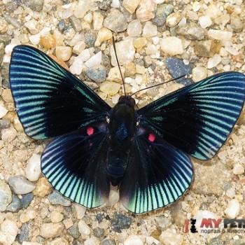 Lyropteryx apollonia