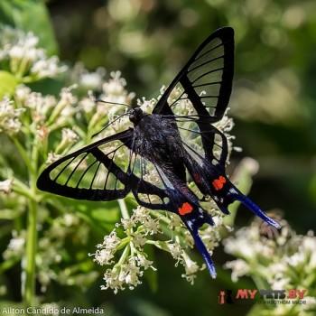 Chorinea licursis