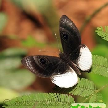 Mesosemia nyctea