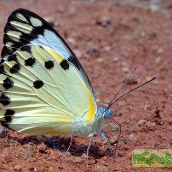 belenois calypso