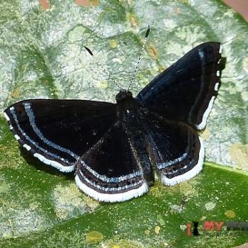 Detritivora caryatis