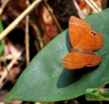 Abisara burnii