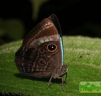 Mesosemia albipuncta