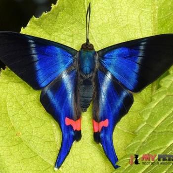 Rhetus dysonii