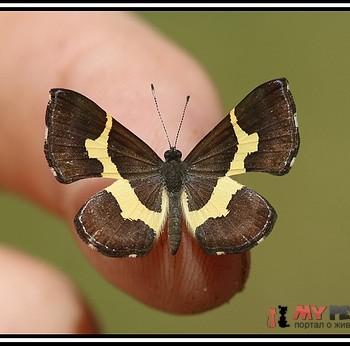 Baeotis johannae