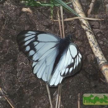 Sinopieris davidis