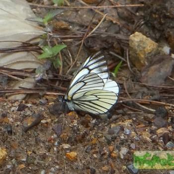 Sinopieris venata