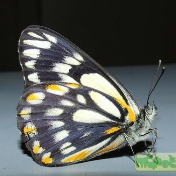 Belenois java