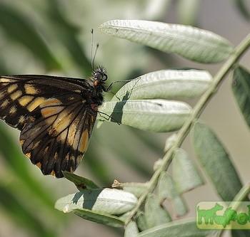 Catasticta nimbice