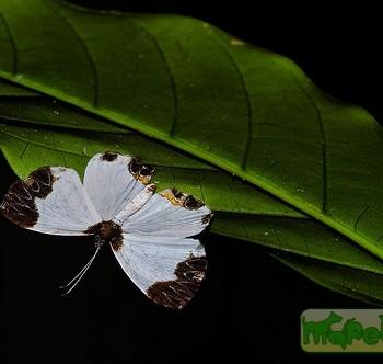 Nymphidium leucosia