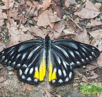 Delias berinda