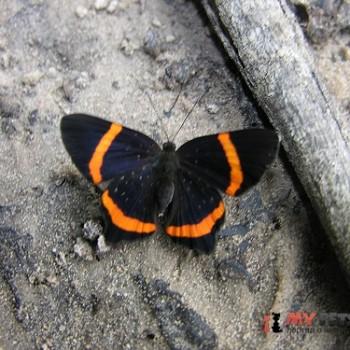 Riodina lysippus
