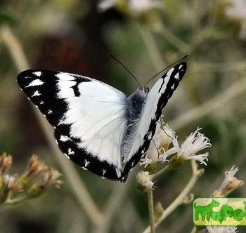 Belenois aurota