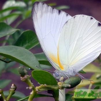 Appias sabina